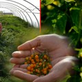 U Vesninom plasteniku raste najskuplja paprika na svetu: Kilogram Ahi Čarapite vredi 18.000 evra!