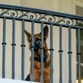Bajdenov pas sklonjen iz Bele kuće posle niza incidenata