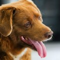 Životinje: Bobi, najstariji pas na svetu, uginuo u 31. godini