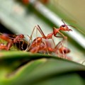 Australija izdvaja milijardu dolara za borbu protiv crvenih vatrenih mrava