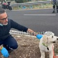 Potresan prizor posle saobraćajke u Grčkoj: Pas preživeo nesreću, tužno čeka poginulog vlasnika da izađe