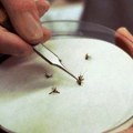 Потврђен први случај грознице Западног Нила у Србији Ево како можете да смањите ризик од заразе