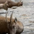 Gore su od vulkana Divlje koze zavele teror na ovom italijanskom ostrvu stanovnici očajni