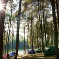 Србија добија нових 7.000 хектара шума
