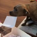 Poklonili psu tortu za rođendan, a on zaplakao od sreće: Reakcija ljubimca na poklon pokorila je mreže (video)