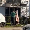 Automobili prolaze, a džinovska svinja stoji okačena! Zbog ove scene ispred zgrade u Nišu, cela Srbija se smeje i krsti: "Ko…