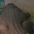 Aligator Muja – najstariji stanovnik zoološkog vrta: U kakvom je stanju najpoznatiji beogradski "starac"?