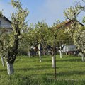 Voćnjaci u našem kraju za sada u dobrom stanju, bez većih posledica aprilskog mraza. Neohodna zaštita od infekcija i parazita…