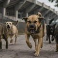 PISMO ČITALACA: Čopor agresivnih pasa napao ženu kod Vojnog stadiona, „da li čekamo da napadnu dete?“ Čopor agresivnih pasa…