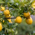 Odakle je stigao limun koji ovih dana kupujemo u Maksiju i zašto je drugačijeg izgleda i veličine