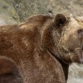 Grizli prišao čamcu i zaprepastio turiste: Medvedica ulovila lososa na samo nekoliko metara od njih