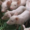 Afrička kuga svinja i dalje prisutna: Nova eutanazija grla u Mišaru, slučajevi potvrđeni i u Majuru i Drenovcu