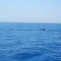 Jato kitova viđeno na Jadranu kod popularnog hrvatskog ostrva! Stručnjaci upozorili: Mogu da porastu do 20 metara!
