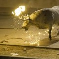 Snimak bika s rogovima u plamenu izazvao bes: „Nacionalna sramota“
