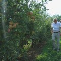 (Foto) Prvoklasna 30, a padalica samo osam dinara po kilogramu: Berba jabuka u selima zapadne Srbije u punom jeku, rod je dobar…