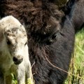 Retko belo tele bizona rođeno u Nacionalnom parku Jeloustoun