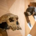 Neandertalac pronađen ispod mora: Živeo je u izgubljenoj zemlji Dogerlend