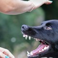 Komšijski psi ubili ženu: Užas kod Fruške Gore: Ušla je u dvorište, a onda je usledio horor, životinje su je rastrgle