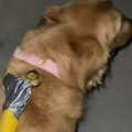 "25. dan kako sam izgubila povodac i imrovizujem": Dobro pogledajte sliku, da li ste "provaljujete" čime šeta psa?