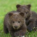 Medvedica ubijena u Slovačkoj, sad pronađena njena tri mladunčeta