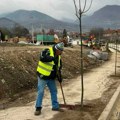 Ministarstvo ekologije pruža podršku: Sadnja lipa u Vranju