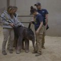 VIDEO Prvi put u 25 godina: U Zoo vrtu u Vašingtonu rođena prva azijska slonica