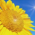 Promenljivo vreme uz temperature do 37 stepeni: Pljuskovi i grmljavina u pojedinim krajevima Srbije
