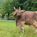 Podivljala krava poslala svog vlasnika u bolnicu! Neverovatan slučaj u Sloveniji, evo šta ju je isprovociralo