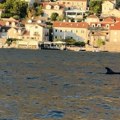 Pojavili se i oduševili sve: Delfini snimljeni u Boki Kotorskoj, prelepa slika stiže sa Jadrana