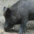 Divlje svinje šetaju Zagrebom: Stručnjaci otkrivaju zašto sve češće dolaze u grad