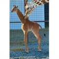 Verovatno jedina na planeti u Americi rođena žirafa bez pega, evo koje Ime joj se smeši (foto)