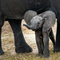 Istraživanja pokazala da slonovi sahranjuju i oplakuju svoje mladunce