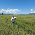 Dani polja strnih žita. Vidanović: Pšenica u dobrom stanju, vremenski uslovi pogodovali, žetva se može očekivati…