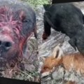 Hapšenje u Zitorađi, ubijao i zlostavljao životinje i snimao