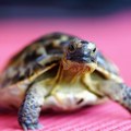 Kornjače možda kriju tajnu za lek protiv raka