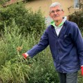 Ambrozija buja u Srbiji, a sve više ljudi alergičnih na nju! Donosi velike muke, a u borbi sa alergenom pomaže čak i država…