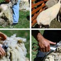 Najveća bleja u Srbiji juče se zbila u Senti: U centru pažnje bile su ovčice, glavni akteri njihovi "frizeri"
