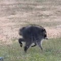 Rakun Džimoti postao internet senzacija: Rođen je sa retkim poremećajem, a osvojio srca miliona (video)