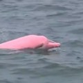 VIDEO: Redak ružičasti delfin primećen kod obale Omana