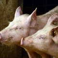 Oduzete potencijalno zaražene svinje