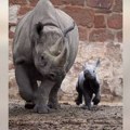 VIDEO Veoma redak događaj: Rođena beba kritično ugroženog nosoroga i to po danu