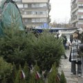 Bez hiljadarke nema ni jelke: Cene četinara u rasadnicima zavise od gustine krošnje i visine drveta, a kreću se od 1.000 do…