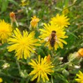 Saradnja ratara i pčelara presudna za očuvanje useva i bezbednost pčela