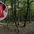 Pečurka zlata vredna: Kilogram košta više od 100 evra, raste i u Srbiji, a retko ko je čuo za ovu vrstu