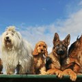 Otvorene prijave za sedmo izdanje programa Unleashed uz podršku Purina Accelerator Laba