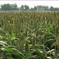 Jesenji dan polja novosadskog Instituta okupio srpski krem agrara
