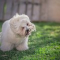 Zašto ljubimci tresu glavom i kada je vreme da se obratite veterinaru