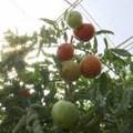 Zašto je paradajz usred sezone toliko skup