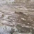 Avioni potopljeni, ljudi beže u čamcima, ulicom pliva krokodil! Ovako izgleda najgora poplava ikad u Kvinslendu (video)