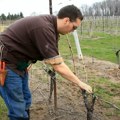 Francuski vinogradari u očaju: Pad prodaje, carine i klimatske promene prete da ugase vekovnu tradiciju